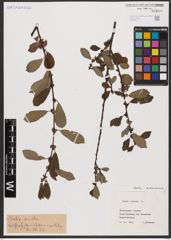 Foto von Salix aurita L.